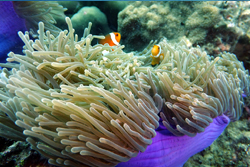 clown fish